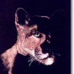 "Midnight Encounter", cougar, coloured pencil